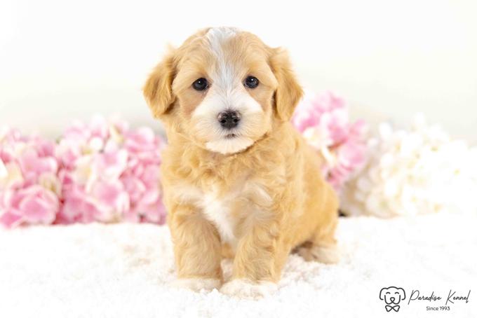 Maltipoo