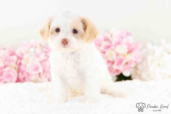 Maltipoo