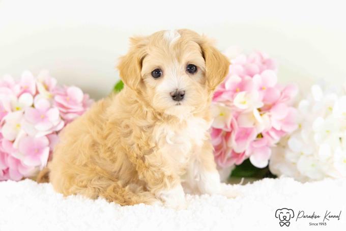 Maltipoo