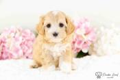 Maltipoo