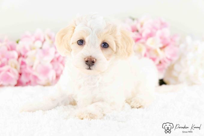Maltipoo