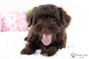Havanese