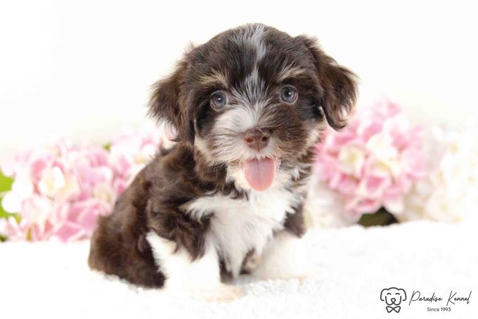 Havanese