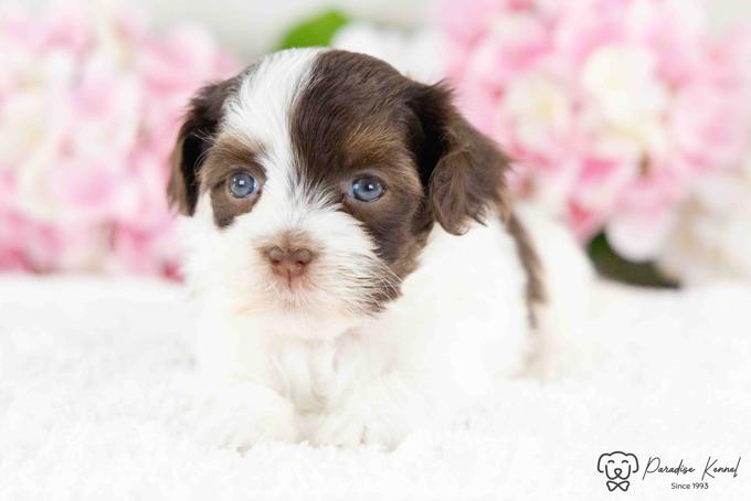 Havanese
