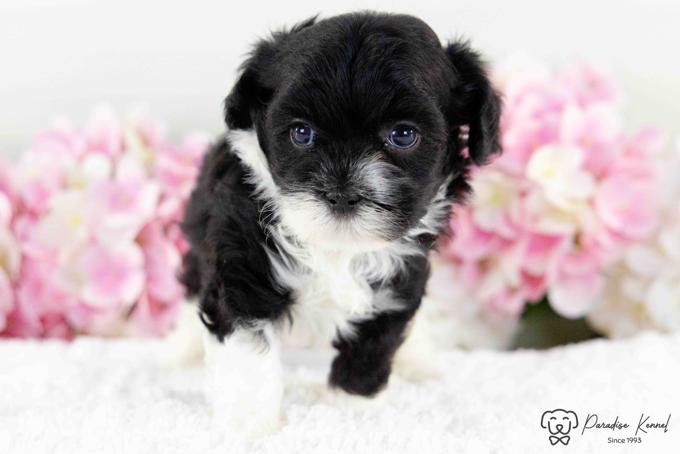 Havanese