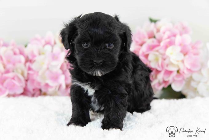 Havanese