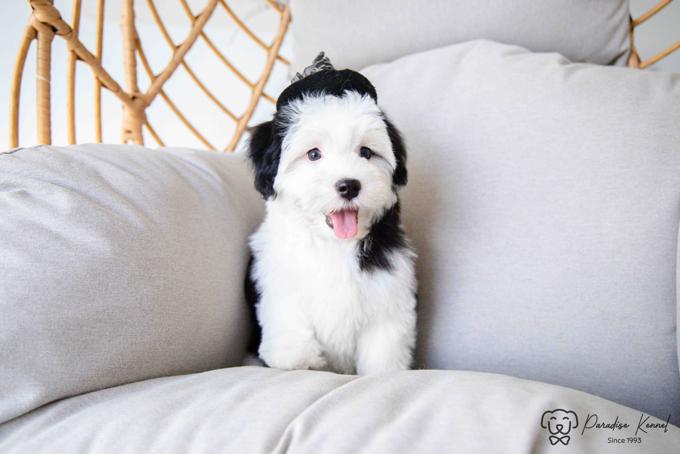 Havanese