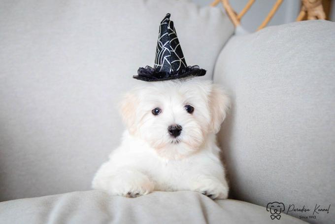 Havanese
