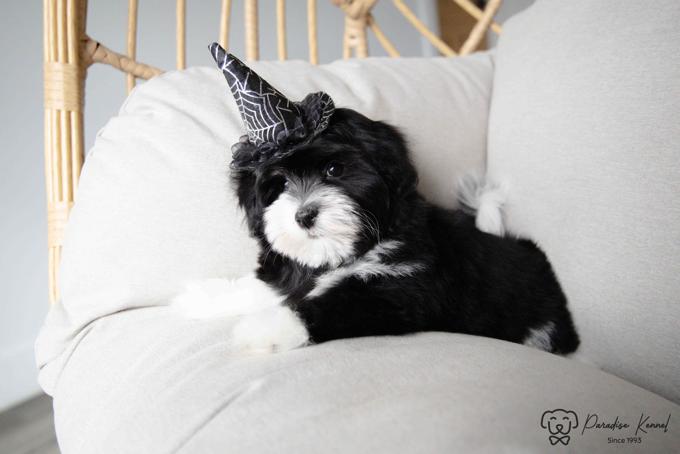 Havanese