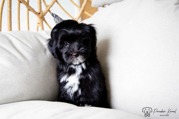 Havanese