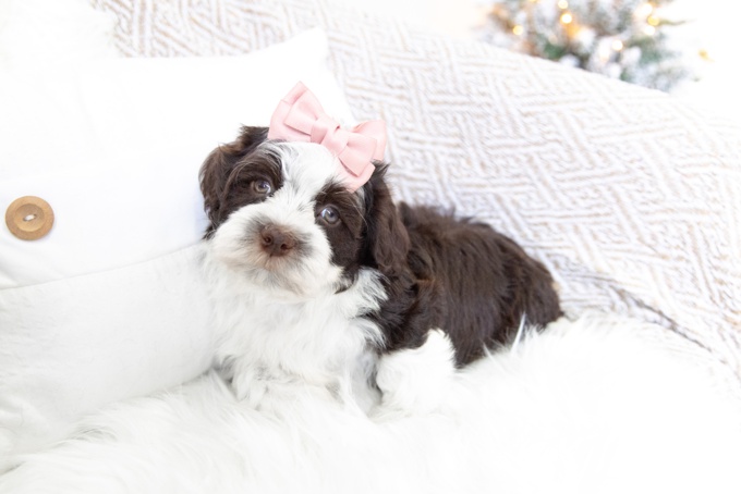 Havanese