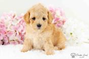 HavaPoo (Havanese X Poodle)