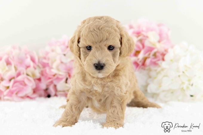 HavaPoo (Havanese X Poodle)