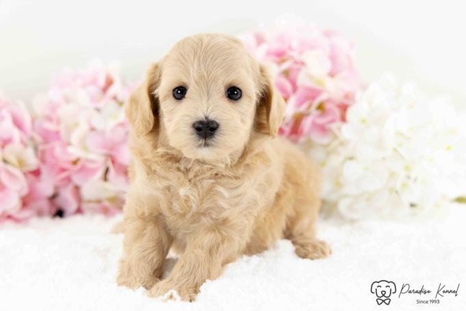 HavaPoo (Havanese X Poodle)