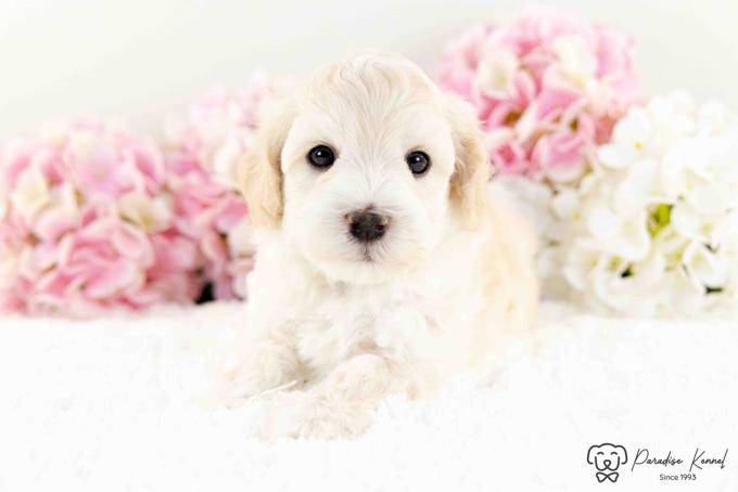 HavaPoo (Havanese X Poodle)