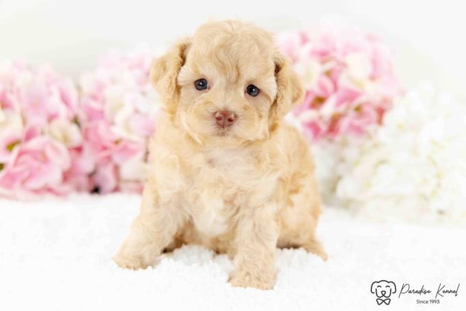 HavaPoo (Havanese X Poodle)