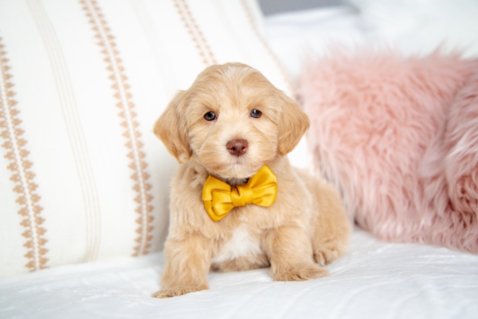 HavaPoo (Havanese X Poodle)
