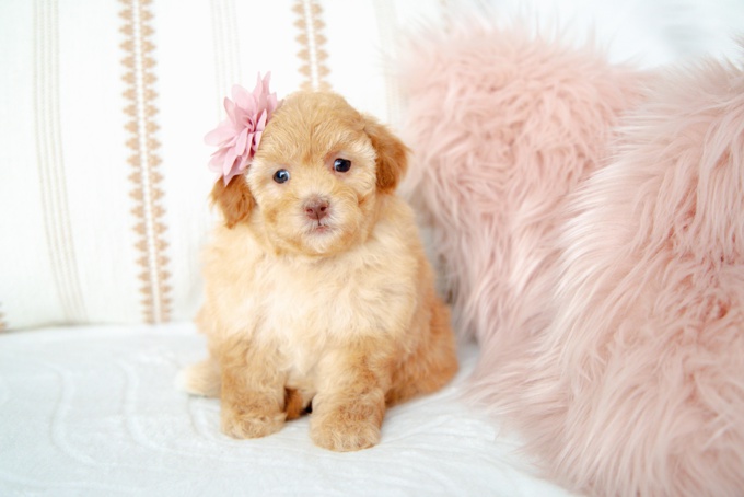 HavaPoo (Havanese X Poodle)