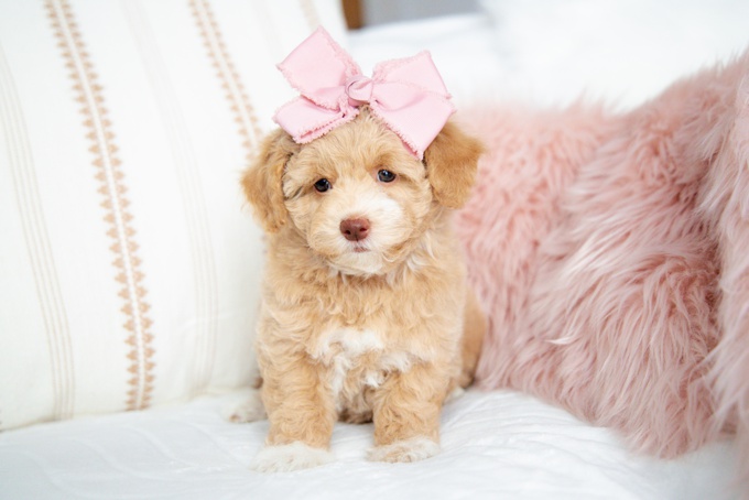 HavaPoo (Havanese X Poodle)