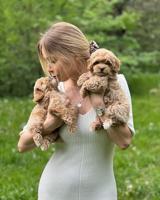 Maltipoo