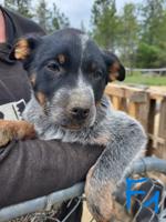 Blue Heeler