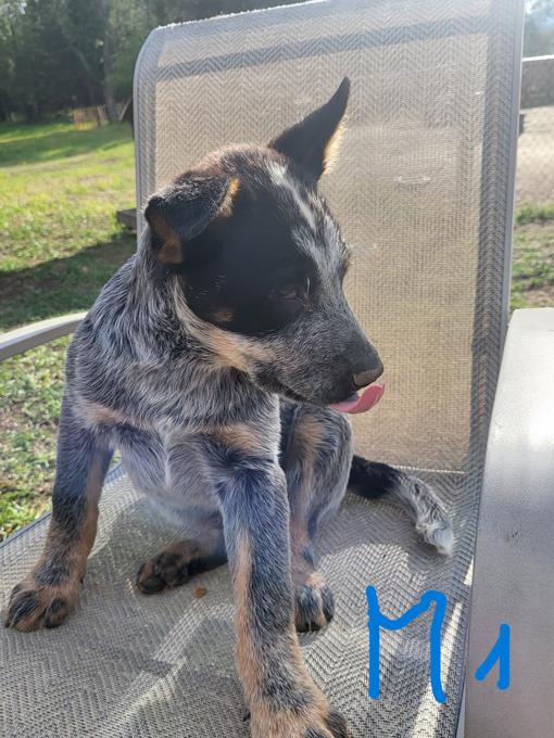 Blue Heeler
