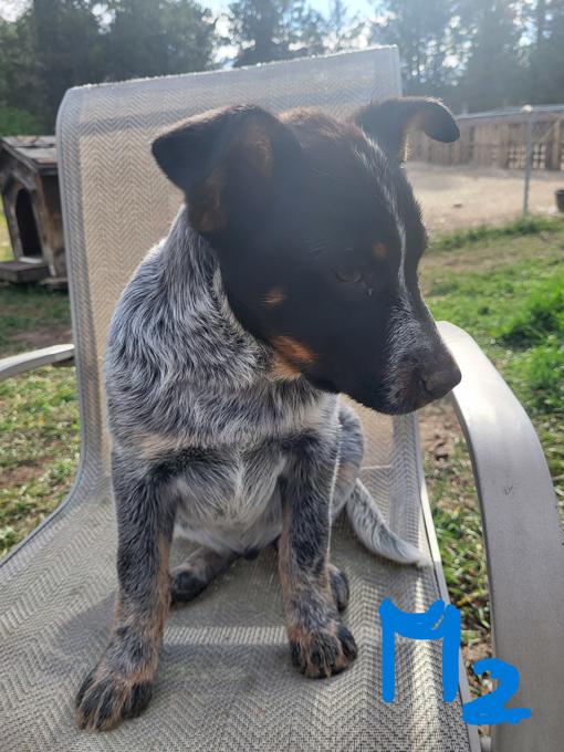Blue Heeler