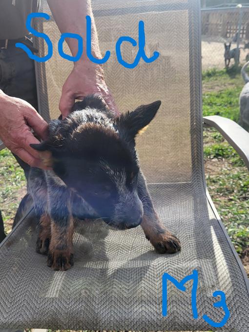 Blue Heeler