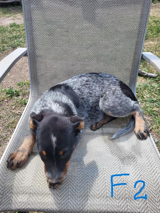 Blue Heeler