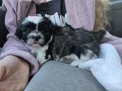shih tzu