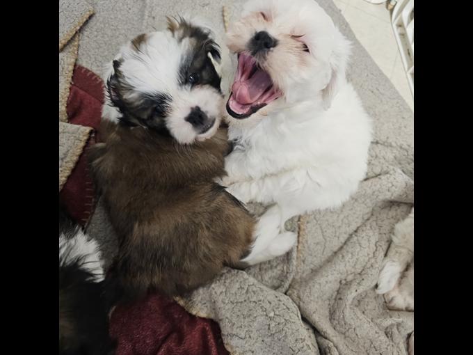 shih tzu