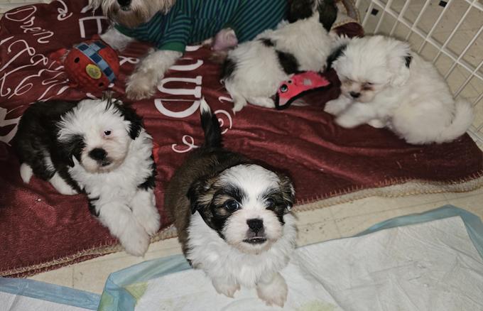 shih tzu