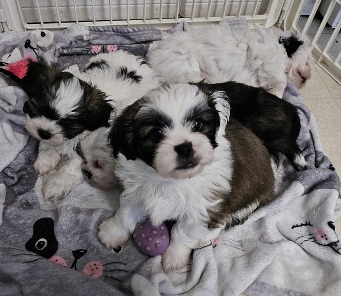 shih tzu