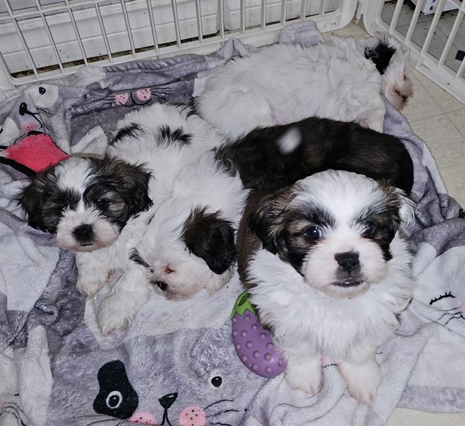 shih tzu