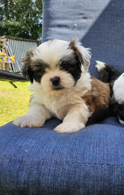 shih tzu