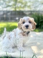 HavaPoo (Havanese & Poodle)