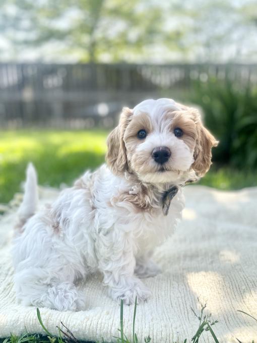 HavaPoo (Havanese & Poodle)