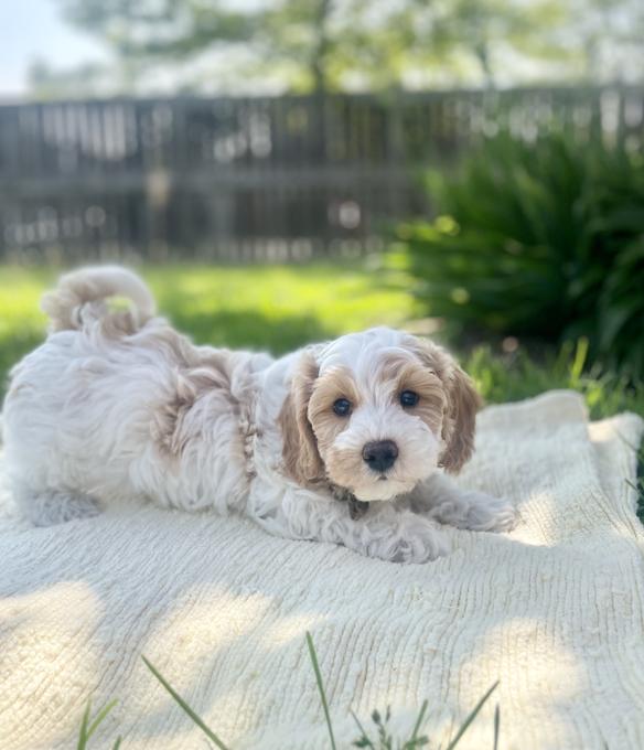 HavaPoo (Havanese & Poodle)