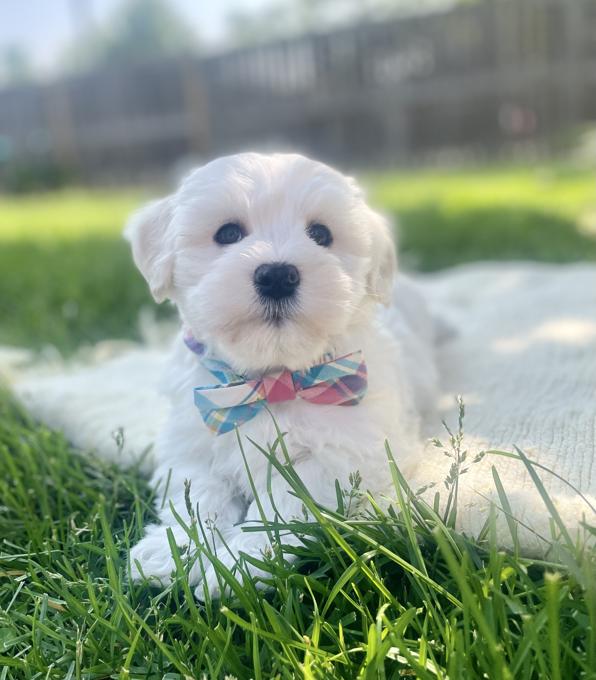 HavaPoo (Havanese & Poodle)