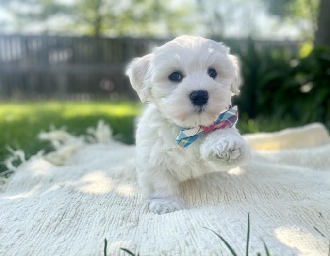 HavaPoo (Havanese & Poodle)