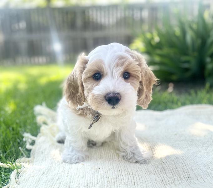 HavaPoo (Havanese & Poodle)