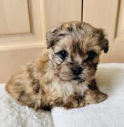 Pekapoo (Pekingese/Poodle)