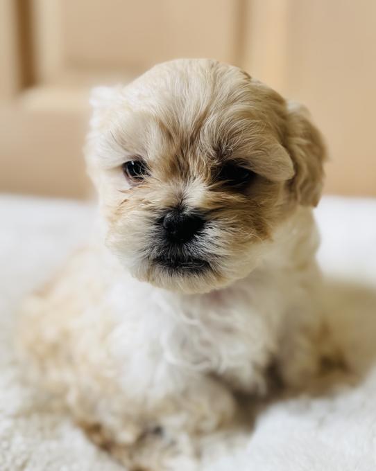 Pekapoo (Pekingese/Poodle)