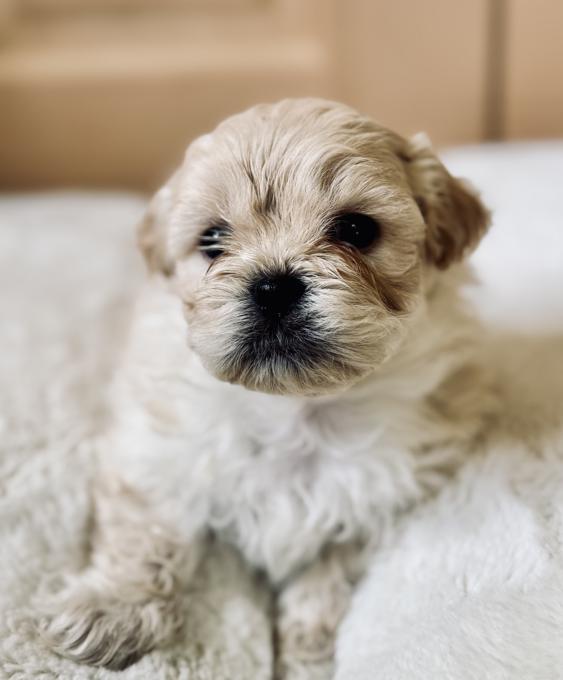 Pekapoo (Pekingese/Poodle)