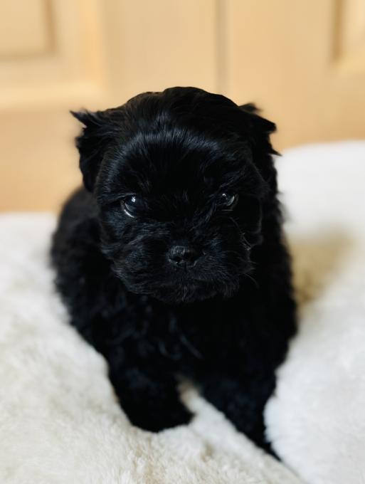 Pekapoo (Pekingese/Poodle)