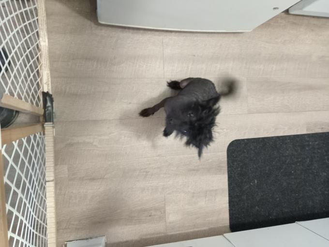 Chinese crested hairless