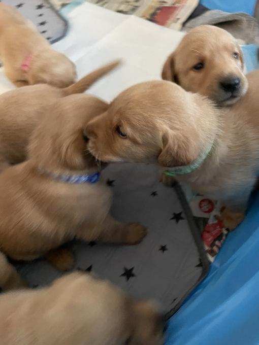 Labrador