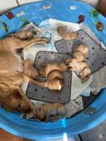 Labrador