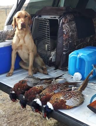 Labrador
