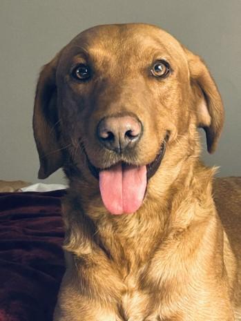 Labrador